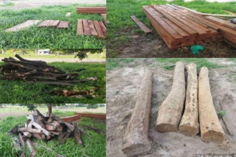 Divulgação de Edital – Leilão de Madeira Apreendida